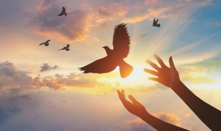 鸟屎掉身上有什么预兆 鸟屎掉头上有什么预兆 是福是祸