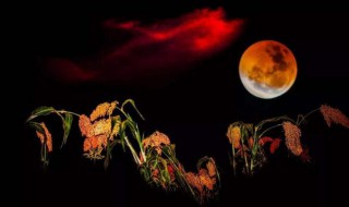 七月流火指的是什么