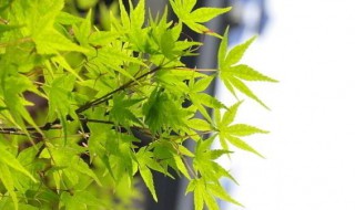 放假的说说心情短语 放假的说说心情短语简短