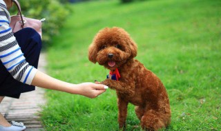 泰迪狗怎么养（泰迪狗怎么喂养方法）