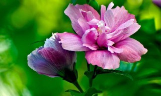 木槿花怎么养（木槿花怎么养才能茂盛）