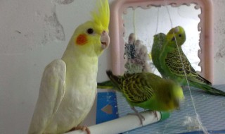 玄凤鹦鹉怎么养 玄凤吃什么粮食最好