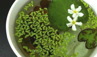 一叶莲水培怎么养（一叶莲能养多久）