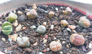 生石花怎么养（生石花怎么养大）