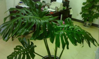 龟背竹怎么养 龟背竹怎么养才能更旺盛