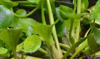 水葫芦怎么养（水葫芦的养殖方法和注意事项）