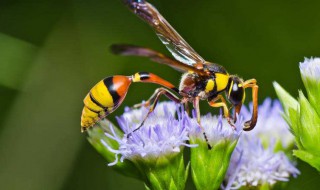 黄蜂蛰伤怎样处理（被小黄蜂蛰了怎么处理方法）