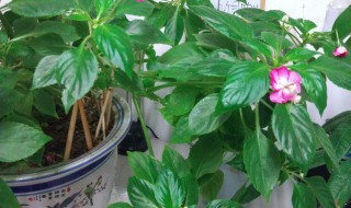 玻璃翠花怎么养 玻璃翠花怎么养能爆盆