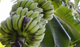 香焦怎样保鲜 香焦怎样保存攻不变色