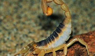 蝎子怎么养 蝎子怎么养殖吃什么食物