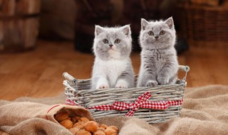 猫怎么养 猫怎么养在房间里