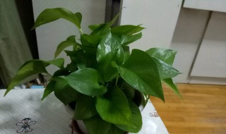 绿罗花怎么养（绿萝花怎么养）