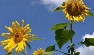 花的含义（花的含义和代表及图片）