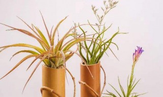 空气凤梨怎么养 空气凤梨的养殖方法和注意事项