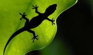 家里有壁虎怎么办怎样让它走（家里有壁虎怎么办处理）