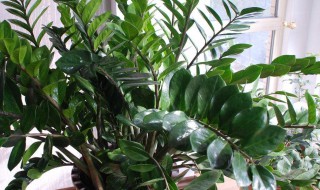 钱串子花怎么养（钱串子花怎么养爆盆）