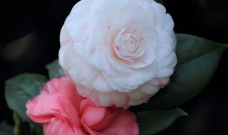 山茶花怎么养（山茶花怎么养家庭养法浇水）