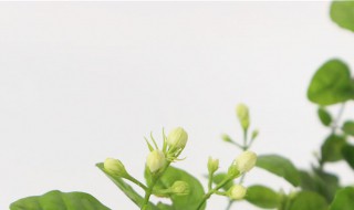 茉莉怎么养 茉莉花应该怎么养