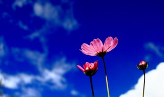 花带来的美好心情说说（鲜花让人心情愉悦的句子）