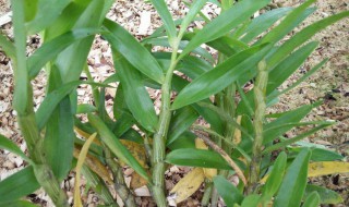 石斛怎样选择才是好的（铁皮石斛的功效与作用多少钱一斤）