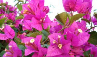 三角梅怎样修剪开花多 三角梅怎样修剪开花多,3个技巧让你的三角梅繁花似锦!