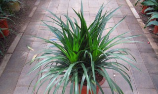 龙血树怎么养（龙血树怎么养出多头）