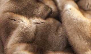 貂和水貂有什么区别（十字貂和水貂有什么区别）