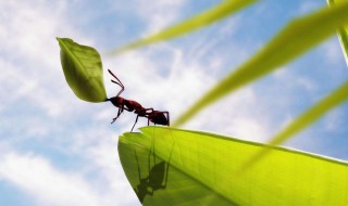 房间里有蚂蚁怎么去除 房间里有蚂蚁怎么去除掉
