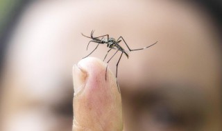 蚊子的寿命有多长 1000只蚊子能咬死人吗