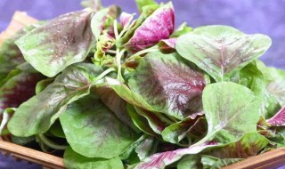 当季蔬菜有哪些 当季有些什么菜