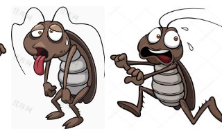 怎样灭蟑螂最有效 怎样灭蟑螂最有效果