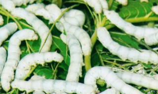 刚点完蚊香要多久蚕可以放 刚点完蚊香要多久蚕可以放吗