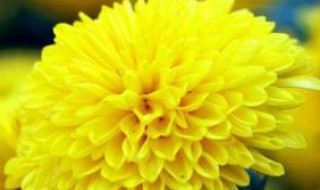 菊花代表什么花语（菊花代表什么花语和寓意）