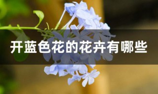 开蓝色花的花卉有哪些 开蓝色花的盆栽花卉