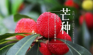 芒种时间要干什么 芒种的时候干什么
