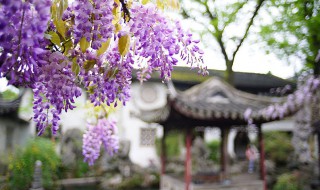 紫藤花的特点 紫藤花的特点四百字