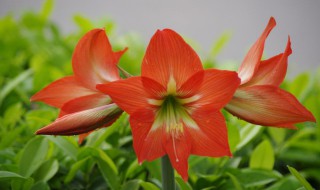 朱顶红开完花从哪里剪 朱顶红开完花从哪里剪掉