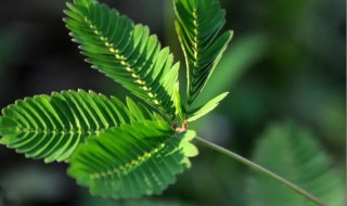 含羞草怎么养才能更旺盛 含羞草怎么养才能开花