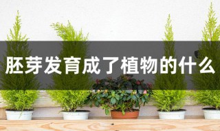 胚芽发育成了植物的什么（胚芽发育成了植物的什么阶段）