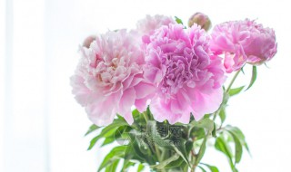 芍药插瓶怎么养 芍药插瓶怎么养才会开花