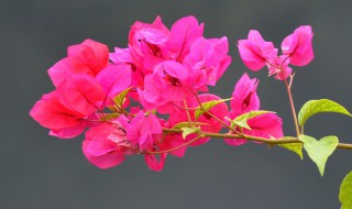 如何让三角梅开花爆满（如何让三角梅开花爆满枝条）