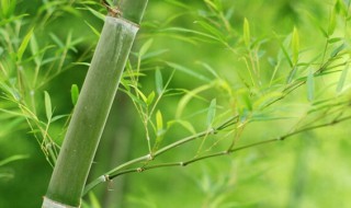家中竹子开花了怎么办（家中养的竹子开花怎么回事）