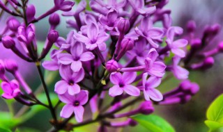丁香花几瓣 丁香花几瓣的含义