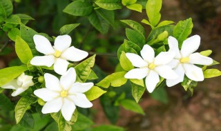 栀子花香是种什么味道（香味和栀子花很像的花是什么花）