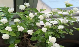 茉莉花叶子卷是什么原因 茉莉花叶片卷是怎么回事