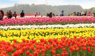 郁金香3月种植可以吗（郁金香3月种植可以吗）