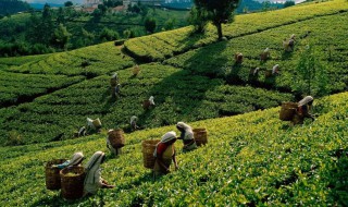 哪些地方盛产茶叶 哪些地方盛产茶叶和茶叶