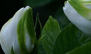 栀子花有白色的虫子怎么办 栀子花有白色的虫子怎么办呢
