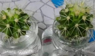 仙人球拦腰切还能活吗 仙人球被切了还能活吗