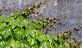 哪些花植物能爬墙 哪些花植物能爬墙养